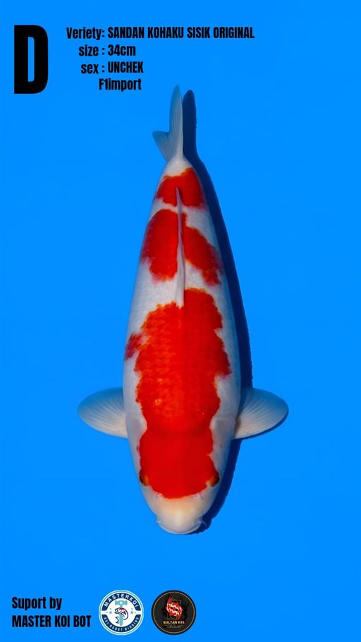 Lelang Koi Online, Jual Beli Ikan Koi, Pusat Jual Beli Koi, Info Lelang Koi Hari Ini, Platform Jual Beli Koi, Jual Beli Ikan Koi Online, Marketplace Ikan Koi, Jual Koi Terbaik, Tempat Beli Koi Berkualitas, Pasar Ikan Koi Online Terpercaya, Penjual Ikan Koi Terpercaya, Beli Koi Hias Online, Ikan Koi untuk Dijual, Koi Kualitas Terbaik, Toko Online Ikan Koi, Koi Hias Untuk Dijual, Jual Beli Ikan Koi Lokal, Koi Indonesia Online, Pusat Jual Beli Koi Terbesar