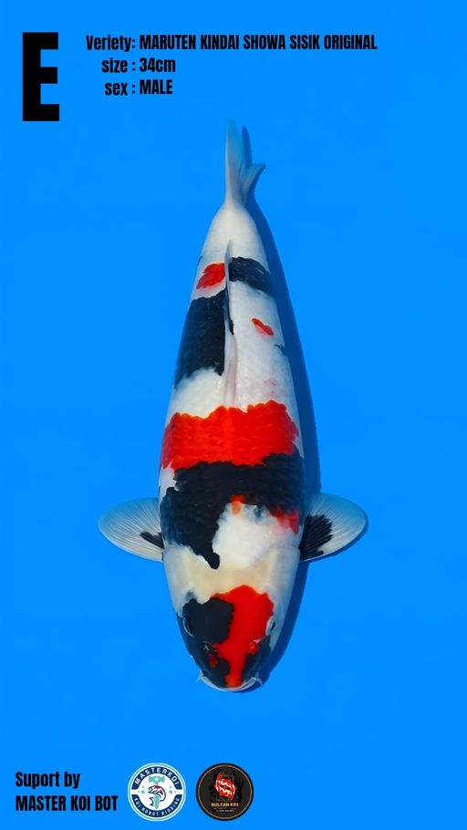 Lelang Koi Online, Jual Beli Ikan Koi, Pusat Jual Beli Koi, Info Lelang Koi Hari Ini, Platform Jual Beli Koi, Jual Beli Ikan Koi Online, Marketplace Ikan Koi, Jual Koi Terbaik, Tempat Beli Koi Berkualitas, Pasar Ikan Koi Online Terpercaya, Penjual Ikan Koi Terpercaya, Beli Koi Hias Online, Ikan Koi untuk Dijual, Koi Kualitas Terbaik, Toko Online Ikan Koi, Koi Hias Untuk Dijual, Jual Beli Ikan Koi Lokal, Koi Indonesia Online, Pusat Jual Beli Koi Terbesar
