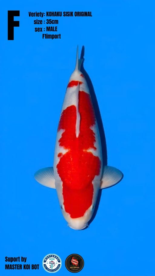 Lelang Koi Online, Jual Beli Ikan Koi, Pusat Jual Beli Koi, Info Lelang Koi Hari Ini, Platform Jual Beli Koi, Jual Beli Ikan Koi Online, Marketplace Ikan Koi, Jual Koi Terbaik, Tempat Beli Koi Berkualitas, Pasar Ikan Koi Online Terpercaya, Penjual Ikan Koi Terpercaya, Beli Koi Hias Online, Ikan Koi untuk Dijual, Koi Kualitas Terbaik, Toko Online Ikan Koi, Koi Hias Untuk Dijual, Jual Beli Ikan Koi Lokal, Koi Indonesia Online, Pusat Jual Beli Koi Terbesar