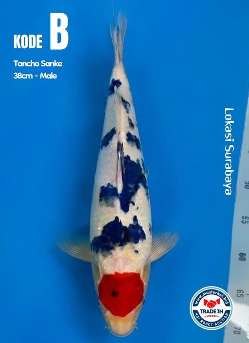 Lelang Koi Online, Jual Beli Ikan Koi, Pusat Jual Beli Koi, Info Lelang Koi Hari Ini, Platform Jual Beli Koi, Jual Beli Ikan Koi Online, Marketplace Ikan Koi, Jual Koi Terbaik, Tempat Beli Koi Berkualitas, Pasar Ikan Koi Online Terpercaya, Penjual Ikan Koi Terpercaya, Beli Koi Hias Online, Ikan Koi untuk Dijual, Koi Kualitas Terbaik, Toko Online Ikan Koi, Koi Hias Untuk Dijual, Jual Beli Ikan Koi Lokal, Koi Indonesia Online, Pusat Jual Beli Koi Terbesar