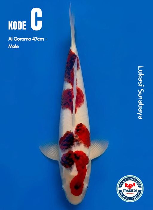 Lelang Koi Online, Jual Beli Ikan Koi, Pusat Jual Beli Koi, Info Lelang Koi Hari Ini, Platform Jual Beli Koi, Jual Beli Ikan Koi Online, Marketplace Ikan Koi, Jual Koi Terbaik, Tempat Beli Koi Berkualitas, Pasar Ikan Koi Online Terpercaya, Penjual Ikan Koi Terpercaya, Beli Koi Hias Online, Ikan Koi untuk Dijual, Koi Kualitas Terbaik, Toko Online Ikan Koi, Koi Hias Untuk Dijual, Jual Beli Ikan Koi Lokal, Koi Indonesia Online, Pusat Jual Beli Koi Terbesar