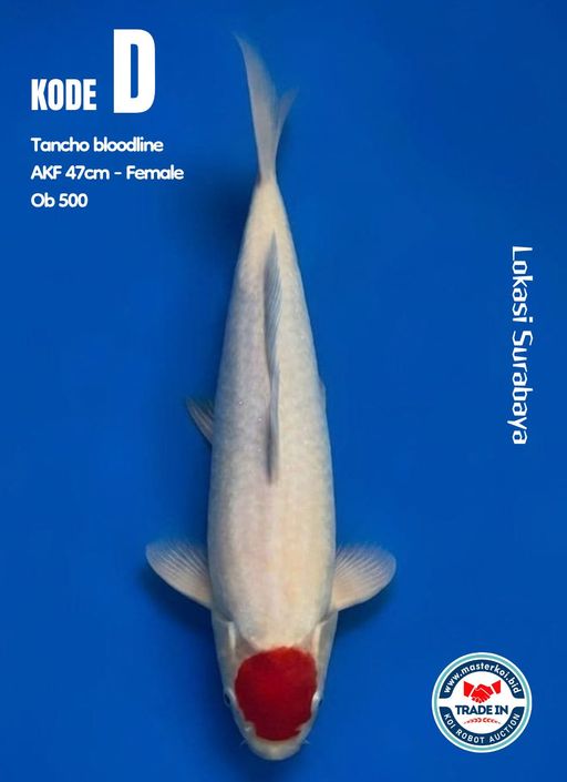Lelang Koi Online, Jual Beli Ikan Koi, Pusat Jual Beli Koi, Info Lelang Koi Hari Ini, Platform Jual Beli Koi, Jual Beli Ikan Koi Online, Marketplace Ikan Koi, Jual Koi Terbaik, Tempat Beli Koi Berkualitas, Pasar Ikan Koi Online Terpercaya, Penjual Ikan Koi Terpercaya, Beli Koi Hias Online, Ikan Koi untuk Dijual, Koi Kualitas Terbaik, Toko Online Ikan Koi, Koi Hias Untuk Dijual, Jual Beli Ikan Koi Lokal, Koi Indonesia Online, Pusat Jual Beli Koi Terbesar