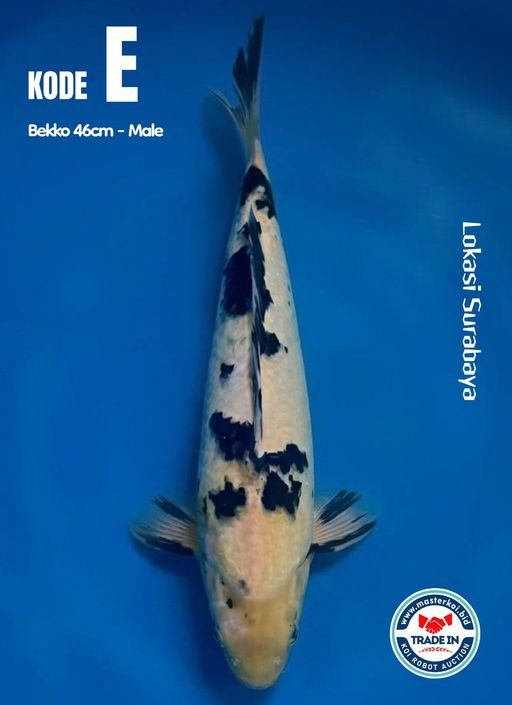 Lelang Koi Online, Jual Beli Ikan Koi, Pusat Jual Beli Koi, Info Lelang Koi Hari Ini, Platform Jual Beli Koi, Jual Beli Ikan Koi Online, Marketplace Ikan Koi, Jual Koi Terbaik, Tempat Beli Koi Berkualitas, Pasar Ikan Koi Online Terpercaya, Penjual Ikan Koi Terpercaya, Beli Koi Hias Online, Ikan Koi untuk Dijual, Koi Kualitas Terbaik, Toko Online Ikan Koi, Koi Hias Untuk Dijual, Jual Beli Ikan Koi Lokal, Koi Indonesia Online, Pusat Jual Beli Koi Terbesar