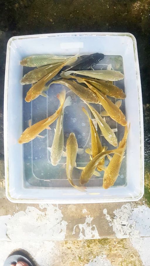 Lelang Koi Online, Jual Beli Ikan Koi, Pusat Jual Beli Koi, Info Lelang Koi Hari Ini, Platform Jual Beli Koi, Jual Beli Ikan Koi Online, Marketplace Ikan Koi, Jual Koi Terbaik, Tempat Beli Koi Berkualitas, Pasar Ikan Koi Online Terpercaya, Penjual Ikan Koi Terpercaya, Beli Koi Hias Online, Ikan Koi untuk Dijual, Koi Kualitas Terbaik, Toko Online Ikan Koi, Koi Hias Untuk Dijual, Jual Beli Ikan Koi Lokal, Koi Indonesia Online, Pusat Jual Beli Koi Terbesar