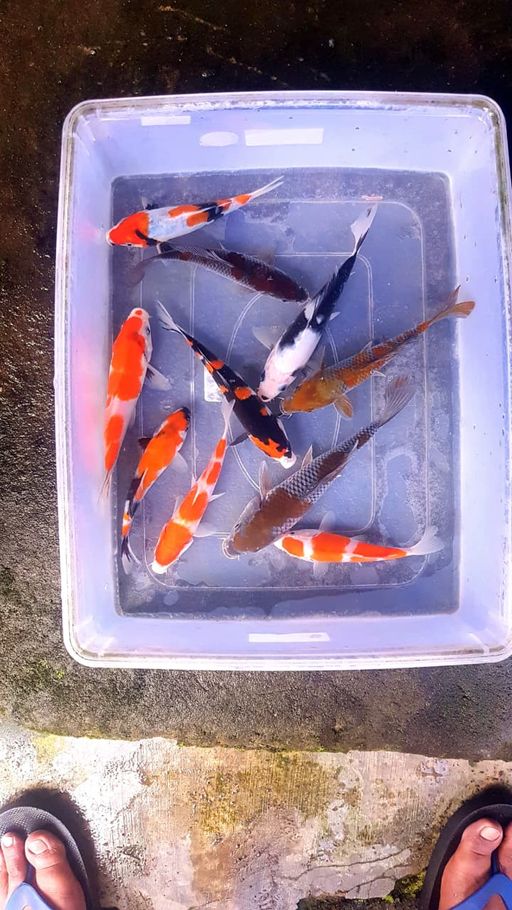 Lelang Koi Online, Jual Beli Ikan Koi, Pusat Jual Beli Koi, Info Lelang Koi Hari Ini, Platform Jual Beli Koi, Jual Beli Ikan Koi Online, Marketplace Ikan Koi, Jual Koi Terbaik, Tempat Beli Koi Berkualitas, Pasar Ikan Koi Online Terpercaya, Penjual Ikan Koi Terpercaya, Beli Koi Hias Online, Ikan Koi untuk Dijual, Koi Kualitas Terbaik, Toko Online Ikan Koi, Koi Hias Untuk Dijual, Jual Beli Ikan Koi Lokal, Koi Indonesia Online, Pusat Jual Beli Koi Terbesar