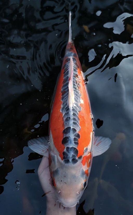 Lelang Koi Online, Jual Beli Ikan Koi, Pusat Jual Beli Koi, Info Lelang Koi Hari Ini, Platform Jual Beli Koi, Jual Beli Ikan Koi Online, Marketplace Ikan Koi, Jual Koi Terbaik, Tempat Beli Koi Berkualitas, Pasar Ikan Koi Online Terpercaya, Penjual Ikan Koi Terpercaya, Beli Koi Hias Online, Ikan Koi untuk Dijual, Koi Kualitas Terbaik, Toko Online Ikan Koi, Koi Hias Untuk Dijual, Jual Beli Ikan Koi Lokal, Koi Indonesia Online, Pusat Jual Beli Koi Terbesar