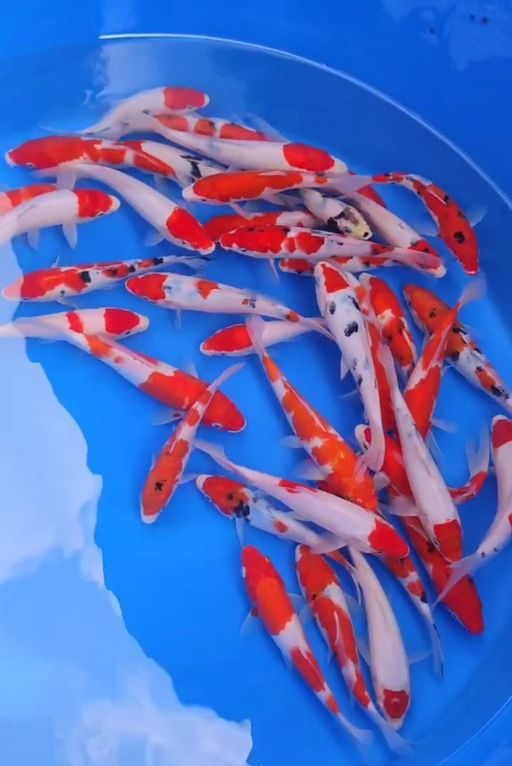 Lelang Koi Online, Jual Beli Ikan Koi, Pusat Jual Beli Koi, Info Lelang Koi Hari Ini, Platform Jual Beli Koi, Jual Beli Ikan Koi Online, Marketplace Ikan Koi, Jual Koi Terbaik, Tempat Beli Koi Berkualitas, Pasar Ikan Koi Online Terpercaya, Penjual Ikan Koi Terpercaya, Beli Koi Hias Online, Ikan Koi untuk Dijual, Koi Kualitas Terbaik, Toko Online Ikan Koi, Koi Hias Untuk Dijual, Jual Beli Ikan Koi Lokal, Koi Indonesia Online, Pusat Jual Beli Koi Terbesar