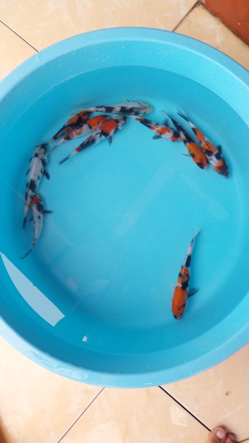 Lelang Koi Online, Jual Beli Ikan Koi, Pusat Jual Beli Koi, Info Lelang Koi Hari Ini, Platform Jual Beli Koi, Jual Beli Ikan Koi Online, Marketplace Ikan Koi, Jual Koi Terbaik, Tempat Beli Koi Berkualitas, Pasar Ikan Koi Online Terpercaya, Penjual Ikan Koi Terpercaya, Beli Koi Hias Online, Ikan Koi untuk Dijual, Koi Kualitas Terbaik, Toko Online Ikan Koi, Koi Hias Untuk Dijual, Jual Beli Ikan Koi Lokal, Koi Indonesia Online, Pusat Jual Beli Koi Terbesar