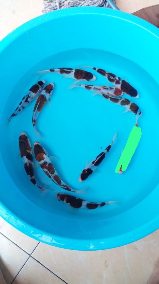 Lelang Koi Online, Jual Beli Ikan Koi, Pusat Jual Beli Koi, Info Lelang Koi Hari Ini, Platform Jual Beli Koi, Jual Beli Ikan Koi Online, Marketplace Ikan Koi, Jual Koi Terbaik, Tempat Beli Koi Berkualitas, Pasar Ikan Koi Online Terpercaya, Penjual Ikan Koi Terpercaya, Beli Koi Hias Online, Ikan Koi untuk Dijual, Koi Kualitas Terbaik, Toko Online Ikan Koi, Koi Hias Untuk Dijual, Jual Beli Ikan Koi Lokal, Koi Indonesia Online, Pusat Jual Beli Koi Terbesar