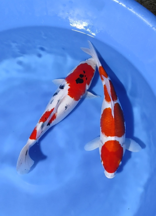 Lelang Koi Online, Jual Beli Ikan Koi, Pusat Jual Beli Koi, Info Lelang Koi Hari Ini, Platform Jual Beli Koi, Jual Beli Ikan Koi Online, Marketplace Ikan Koi, Jual Koi Terbaik, Tempat Beli Koi Berkualitas, Pasar Ikan Koi Online Terpercaya, Penjual Ikan Koi Terpercaya, Beli Koi Hias Online, Ikan Koi untuk Dijual, Koi Kualitas Terbaik, Toko Online Ikan Koi, Koi Hias Untuk Dijual, Jual Beli Ikan Koi Lokal, Koi Indonesia Online, Pusat Jual Beli Koi Terbesar