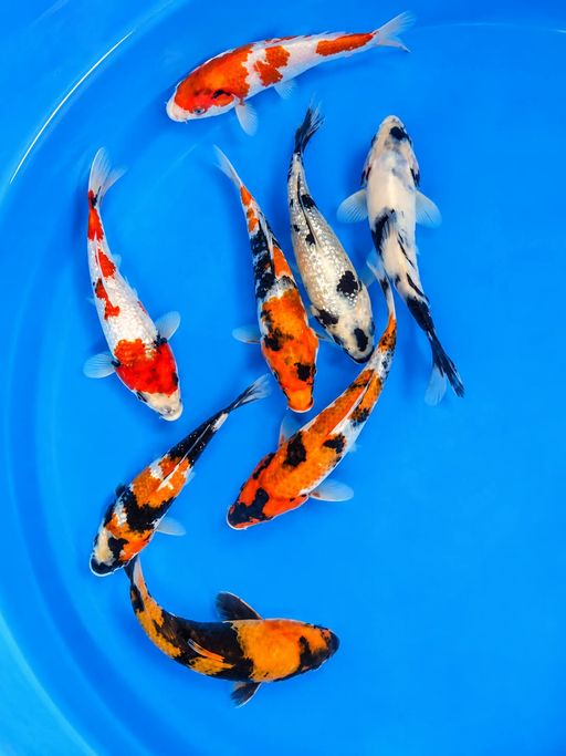 Lelang Koi Online, Jual Beli Ikan Koi, Pusat Jual Beli Koi, Info Lelang Koi Hari Ini, Platform Jual Beli Koi, Jual Beli Ikan Koi Online, Marketplace Ikan Koi, Jual Koi Terbaik, Tempat Beli Koi Berkualitas, Pasar Ikan Koi Online Terpercaya, Penjual Ikan Koi Terpercaya, Beli Koi Hias Online, Ikan Koi untuk Dijual, Koi Kualitas Terbaik, Toko Online Ikan Koi, Koi Hias Untuk Dijual, Jual Beli Ikan Koi Lokal, Koi Indonesia Online, Pusat Jual Beli Koi Terbesar