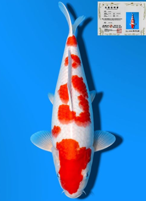 Lelang Koi Online, Jual Beli Ikan Koi, Pusat Jual Beli Koi, Info Lelang Koi Hari Ini, Platform Jual Beli Koi, Jual Beli Ikan Koi Online, Marketplace Ikan Koi, Jual Koi Terbaik, Tempat Beli Koi Berkualitas, Pasar Ikan Koi Online Terpercaya, Penjual Ikan Koi Terpercaya, Beli Koi Hias Online, Ikan Koi untuk Dijual, Koi Kualitas Terbaik, Toko Online Ikan Koi, Koi Hias Untuk Dijual, Jual Beli Ikan Koi Lokal, Koi Indonesia Online, Pusat Jual Beli Koi Terbesar