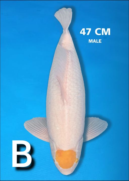 Lelang Koi Online, Jual Beli Ikan Koi, Pusat Jual Beli Koi, Info Lelang Koi Hari Ini, Platform Jual Beli Koi, Jual Beli Ikan Koi Online, Marketplace Ikan Koi, Jual Koi Terbaik, Tempat Beli Koi Berkualitas, Pasar Ikan Koi Online Terpercaya, Penjual Ikan Koi Terpercaya, Beli Koi Hias Online, Ikan Koi untuk Dijual, Koi Kualitas Terbaik, Toko Online Ikan Koi, Koi Hias Untuk Dijual, Jual Beli Ikan Koi Lokal, Koi Indonesia Online, Pusat Jual Beli Koi Terbesar