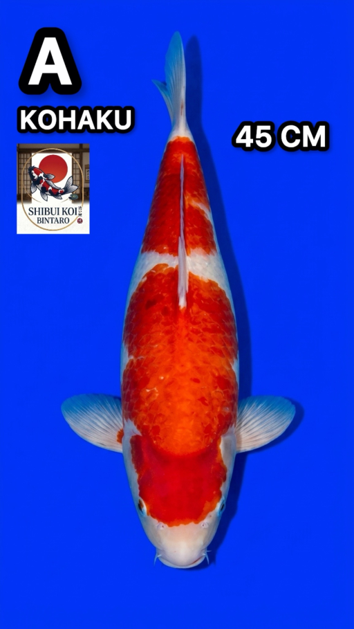 Lelang Koi Online, Jual Beli Ikan Koi, Pusat Jual Beli Koi, Info Lelang Koi Hari Ini, Platform Jual Beli Koi, Jual Beli Ikan Koi Online, Marketplace Ikan Koi, Jual Koi Terbaik, Tempat Beli Koi Berkualitas, Pasar Ikan Koi Online Terpercaya, Penjual Ikan Koi Terpercaya, Beli Koi Hias Online, Ikan Koi untuk Dijual, Koi Kualitas Terbaik, Toko Online Ikan Koi, Koi Hias Untuk Dijual, Jual Beli Ikan Koi Lokal, Koi Indonesia Online, Pusat Jual Beli Koi Terbesar