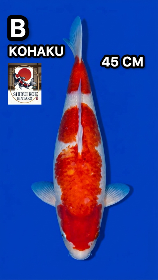 Lelang Koi Online, Jual Beli Ikan Koi, Pusat Jual Beli Koi, Info Lelang Koi Hari Ini, Platform Jual Beli Koi, Jual Beli Ikan Koi Online, Marketplace Ikan Koi, Jual Koi Terbaik, Tempat Beli Koi Berkualitas, Pasar Ikan Koi Online Terpercaya, Penjual Ikan Koi Terpercaya, Beli Koi Hias Online, Ikan Koi untuk Dijual, Koi Kualitas Terbaik, Toko Online Ikan Koi, Koi Hias Untuk Dijual, Jual Beli Ikan Koi Lokal, Koi Indonesia Online, Pusat Jual Beli Koi Terbesar