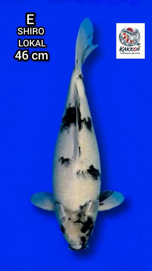 Lelang Koi Online, Jual Beli Ikan Koi, Pusat Jual Beli Koi, Info Lelang Koi Hari Ini, Platform Jual Beli Koi, Jual Beli Ikan Koi Online, Marketplace Ikan Koi, Jual Koi Terbaik, Tempat Beli Koi Berkualitas, Pasar Ikan Koi Online Terpercaya, Penjual Ikan Koi Terpercaya, Beli Koi Hias Online, Ikan Koi untuk Dijual, Koi Kualitas Terbaik, Toko Online Ikan Koi, Koi Hias Untuk Dijual, Jual Beli Ikan Koi Lokal, Koi Indonesia Online, Pusat Jual Beli Koi Terbesar