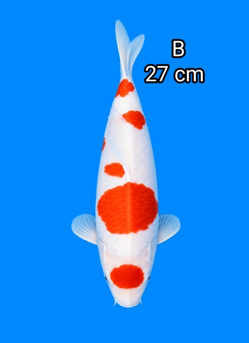 Lelang Koi Online, Jual Beli Ikan Koi, Pusat Jual Beli Koi, Info Lelang Koi Hari Ini, Platform Jual Beli Koi, Jual Beli Ikan Koi Online, Marketplace Ikan Koi, Jual Koi Terbaik, Tempat Beli Koi Berkualitas, Pasar Ikan Koi Online Terpercaya, Penjual Ikan Koi Terpercaya, Beli Koi Hias Online, Ikan Koi untuk Dijual, Koi Kualitas Terbaik, Toko Online Ikan Koi, Koi Hias Untuk Dijual, Jual Beli Ikan Koi Lokal, Koi Indonesia Online, Pusat Jual Beli Koi Terbesar