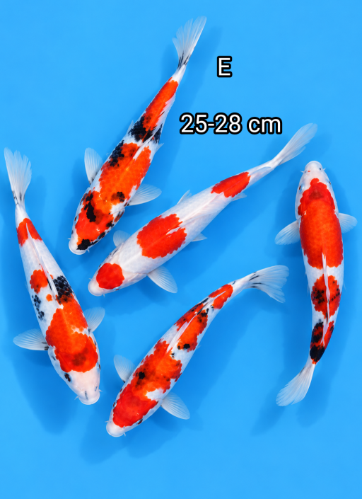 Lelang Koi Online, Jual Beli Ikan Koi, Pusat Jual Beli Koi, Info Lelang Koi Hari Ini, Platform Jual Beli Koi, Jual Beli Ikan Koi Online, Marketplace Ikan Koi, Jual Koi Terbaik, Tempat Beli Koi Berkualitas, Pasar Ikan Koi Online Terpercaya, Penjual Ikan Koi Terpercaya, Beli Koi Hias Online, Ikan Koi untuk Dijual, Koi Kualitas Terbaik, Toko Online Ikan Koi, Koi Hias Untuk Dijual, Jual Beli Ikan Koi Lokal, Koi Indonesia Online, Pusat Jual Beli Koi Terbesar