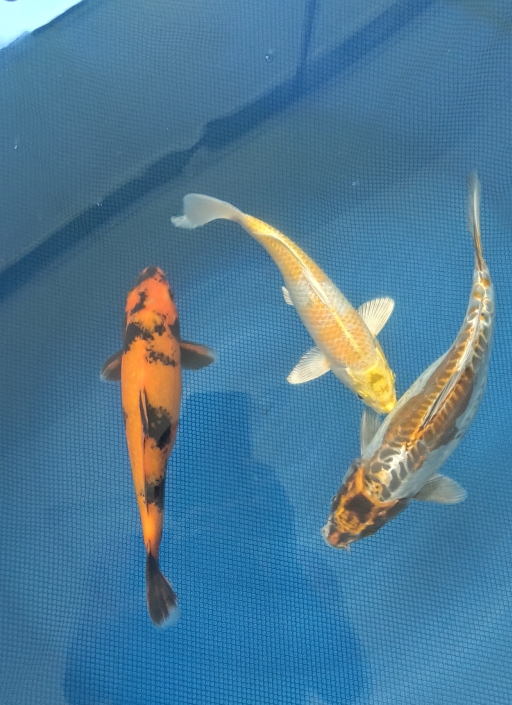 Lelang Koi Online, Jual Beli Ikan Koi, Pusat Jual Beli Koi, Info Lelang Koi Hari Ini, Platform Jual Beli Koi, Jual Beli Ikan Koi Online, Marketplace Ikan Koi, Jual Koi Terbaik, Tempat Beli Koi Berkualitas, Pasar Ikan Koi Online Terpercaya, Penjual Ikan Koi Terpercaya, Beli Koi Hias Online, Ikan Koi untuk Dijual, Koi Kualitas Terbaik, Toko Online Ikan Koi, Koi Hias Untuk Dijual, Jual Beli Ikan Koi Lokal, Koi Indonesia Online, Pusat Jual Beli Koi Terbesar