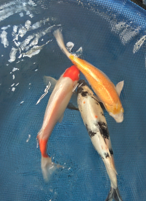 Lelang Koi Online, Jual Beli Ikan Koi, Pusat Jual Beli Koi, Info Lelang Koi Hari Ini, Platform Jual Beli Koi, Jual Beli Ikan Koi Online, Marketplace Ikan Koi, Jual Koi Terbaik, Tempat Beli Koi Berkualitas, Pasar Ikan Koi Online Terpercaya, Penjual Ikan Koi Terpercaya, Beli Koi Hias Online, Ikan Koi untuk Dijual, Koi Kualitas Terbaik, Toko Online Ikan Koi, Koi Hias Untuk Dijual, Jual Beli Ikan Koi Lokal, Koi Indonesia Online, Pusat Jual Beli Koi Terbesar