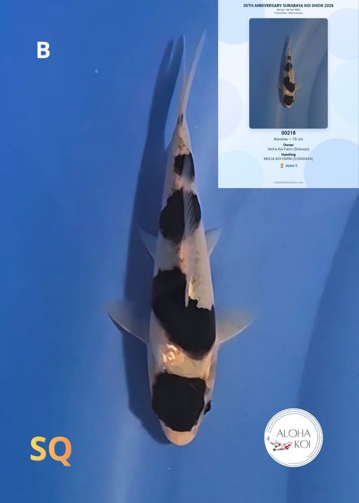 Lelang Koi Online, Jual Beli Ikan Koi, Pusat Jual Beli Koi, Info Lelang Koi Hari Ini, Platform Jual Beli Koi, Jual Beli Ikan Koi Online, Marketplace Ikan Koi, Jual Koi Terbaik, Tempat Beli Koi Berkualitas, Pasar Ikan Koi Online Terpercaya, Penjual Ikan Koi Terpercaya, Beli Koi Hias Online, Ikan Koi untuk Dijual, Koi Kualitas Terbaik, Toko Online Ikan Koi, Koi Hias Untuk Dijual, Jual Beli Ikan Koi Lokal, Koi Indonesia Online, Pusat Jual Beli Koi Terbesar