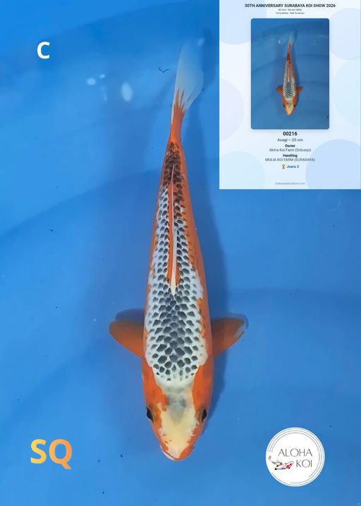 Lelang Koi Online, Jual Beli Ikan Koi, Pusat Jual Beli Koi, Info Lelang Koi Hari Ini, Platform Jual Beli Koi, Jual Beli Ikan Koi Online, Marketplace Ikan Koi, Jual Koi Terbaik, Tempat Beli Koi Berkualitas, Pasar Ikan Koi Online Terpercaya, Penjual Ikan Koi Terpercaya, Beli Koi Hias Online, Ikan Koi untuk Dijual, Koi Kualitas Terbaik, Toko Online Ikan Koi, Koi Hias Untuk Dijual, Jual Beli Ikan Koi Lokal, Koi Indonesia Online, Pusat Jual Beli Koi Terbesar