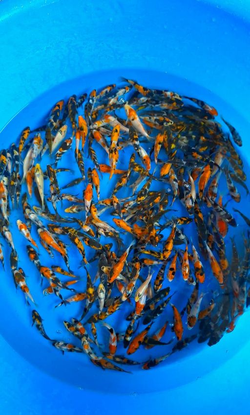 Lelang Koi Online, Jual Beli Ikan Koi, Pusat Jual Beli Koi, Info Lelang Koi Hari Ini, Platform Jual Beli Koi, Jual Beli Ikan Koi Online, Marketplace Ikan Koi, Jual Koi Terbaik, Tempat Beli Koi Berkualitas, Pasar Ikan Koi Online Terpercaya, Penjual Ikan Koi Terpercaya, Beli Koi Hias Online, Ikan Koi untuk Dijual, Koi Kualitas Terbaik, Toko Online Ikan Koi, Koi Hias Untuk Dijual, Jual Beli Ikan Koi Lokal, Koi Indonesia Online, Pusat Jual Beli Koi Terbesar