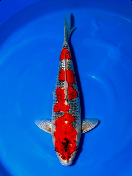 Lelang Koi Online, Jual Beli Ikan Koi, Pusat Jual Beli Koi, Info Lelang Koi Hari Ini, Platform Jual Beli Koi, Jual Beli Ikan Koi Online, Marketplace Ikan Koi, Jual Koi Terbaik, Tempat Beli Koi Berkualitas, Pasar Ikan Koi Online Terpercaya, Penjual Ikan Koi Terpercaya, Beli Koi Hias Online, Ikan Koi untuk Dijual, Koi Kualitas Terbaik, Toko Online Ikan Koi, Koi Hias Untuk Dijual, Jual Beli Ikan Koi Lokal, Koi Indonesia Online, Pusat Jual Beli Koi Terbesar