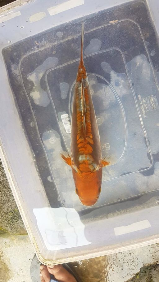 Lelang Koi Online, Jual Beli Ikan Koi, Pusat Jual Beli Koi, Info Lelang Koi Hari Ini, Platform Jual Beli Koi, Jual Beli Ikan Koi Online, Marketplace Ikan Koi, Jual Koi Terbaik, Tempat Beli Koi Berkualitas, Pasar Ikan Koi Online Terpercaya, Penjual Ikan Koi Terpercaya, Beli Koi Hias Online, Ikan Koi untuk Dijual, Koi Kualitas Terbaik, Toko Online Ikan Koi, Koi Hias Untuk Dijual, Jual Beli Ikan Koi Lokal, Koi Indonesia Online, Pusat Jual Beli Koi Terbesar