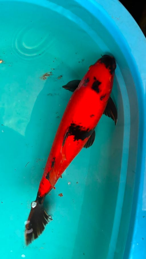 Lelang Koi Online, Jual Beli Ikan Koi, Pusat Jual Beli Koi, Info Lelang Koi Hari Ini, Platform Jual Beli Koi, Jual Beli Ikan Koi Online, Marketplace Ikan Koi, Jual Koi Terbaik, Tempat Beli Koi Berkualitas, Pasar Ikan Koi Online Terpercaya, Penjual Ikan Koi Terpercaya, Beli Koi Hias Online, Ikan Koi untuk Dijual, Koi Kualitas Terbaik, Toko Online Ikan Koi, Koi Hias Untuk Dijual, Jual Beli Ikan Koi Lokal, Koi Indonesia Online, Pusat Jual Beli Koi Terbesar