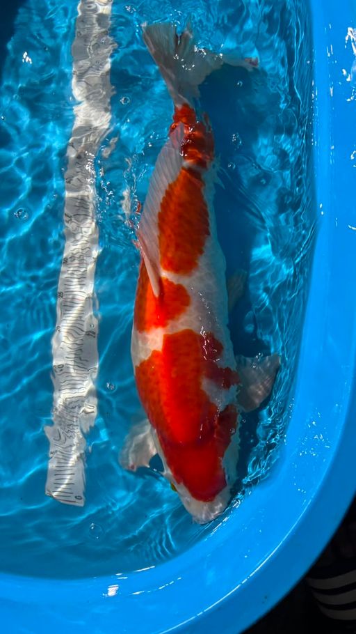Lelang Koi Online, Jual Beli Ikan Koi, Pusat Jual Beli Koi, Info Lelang Koi Hari Ini, Platform Jual Beli Koi, Jual Beli Ikan Koi Online, Marketplace Ikan Koi, Jual Koi Terbaik, Tempat Beli Koi Berkualitas, Pasar Ikan Koi Online Terpercaya, Penjual Ikan Koi Terpercaya, Beli Koi Hias Online, Ikan Koi untuk Dijual, Koi Kualitas Terbaik, Toko Online Ikan Koi, Koi Hias Untuk Dijual, Jual Beli Ikan Koi Lokal, Koi Indonesia Online, Pusat Jual Beli Koi Terbesar