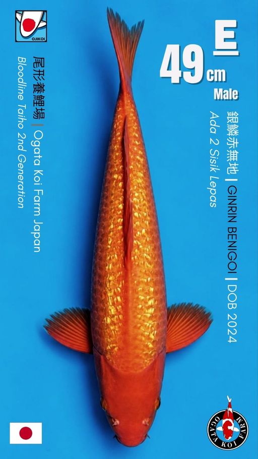 Lelang Koi Online, Jual Beli Ikan Koi, Pusat Jual Beli Koi, Info Lelang Koi Hari Ini, Platform Jual Beli Koi, Jual Beli Ikan Koi Online, Marketplace Ikan Koi, Jual Koi Terbaik, Tempat Beli Koi Berkualitas, Pasar Ikan Koi Online Terpercaya, Penjual Ikan Koi Terpercaya, Beli Koi Hias Online, Ikan Koi untuk Dijual, Koi Kualitas Terbaik, Toko Online Ikan Koi, Koi Hias Untuk Dijual, Jual Beli Ikan Koi Lokal, Koi Indonesia Online, Pusat Jual Beli Koi Terbesar
