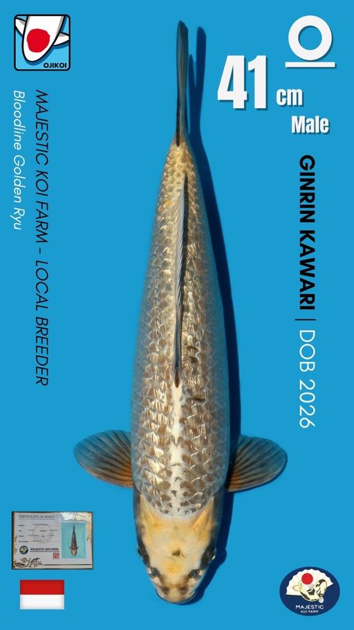 Lelang Koi Online, Jual Beli Ikan Koi, Pusat Jual Beli Koi, Info Lelang Koi Hari Ini, Platform Jual Beli Koi, Jual Beli Ikan Koi Online, Marketplace Ikan Koi, Jual Koi Terbaik, Tempat Beli Koi Berkualitas, Pasar Ikan Koi Online Terpercaya, Penjual Ikan Koi Terpercaya, Beli Koi Hias Online, Ikan Koi untuk Dijual, Koi Kualitas Terbaik, Toko Online Ikan Koi, Koi Hias Untuk Dijual, Jual Beli Ikan Koi Lokal, Koi Indonesia Online, Pusat Jual Beli Koi Terbesar