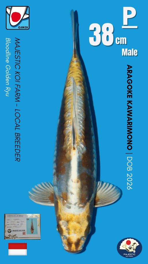 Lelang Koi Online, Jual Beli Ikan Koi, Pusat Jual Beli Koi, Info Lelang Koi Hari Ini, Platform Jual Beli Koi, Jual Beli Ikan Koi Online, Marketplace Ikan Koi, Jual Koi Terbaik, Tempat Beli Koi Berkualitas, Pasar Ikan Koi Online Terpercaya, Penjual Ikan Koi Terpercaya, Beli Koi Hias Online, Ikan Koi untuk Dijual, Koi Kualitas Terbaik, Toko Online Ikan Koi, Koi Hias Untuk Dijual, Jual Beli Ikan Koi Lokal, Koi Indonesia Online, Pusat Jual Beli Koi Terbesar