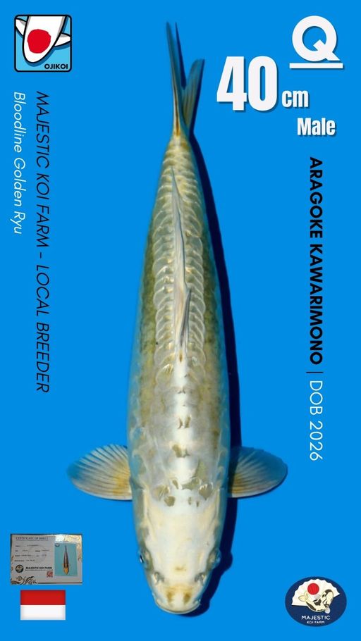 Lelang Koi Online, Jual Beli Ikan Koi, Pusat Jual Beli Koi, Info Lelang Koi Hari Ini, Platform Jual Beli Koi, Jual Beli Ikan Koi Online, Marketplace Ikan Koi, Jual Koi Terbaik, Tempat Beli Koi Berkualitas, Pasar Ikan Koi Online Terpercaya, Penjual Ikan Koi Terpercaya, Beli Koi Hias Online, Ikan Koi untuk Dijual, Koi Kualitas Terbaik, Toko Online Ikan Koi, Koi Hias Untuk Dijual, Jual Beli Ikan Koi Lokal, Koi Indonesia Online, Pusat Jual Beli Koi Terbesar