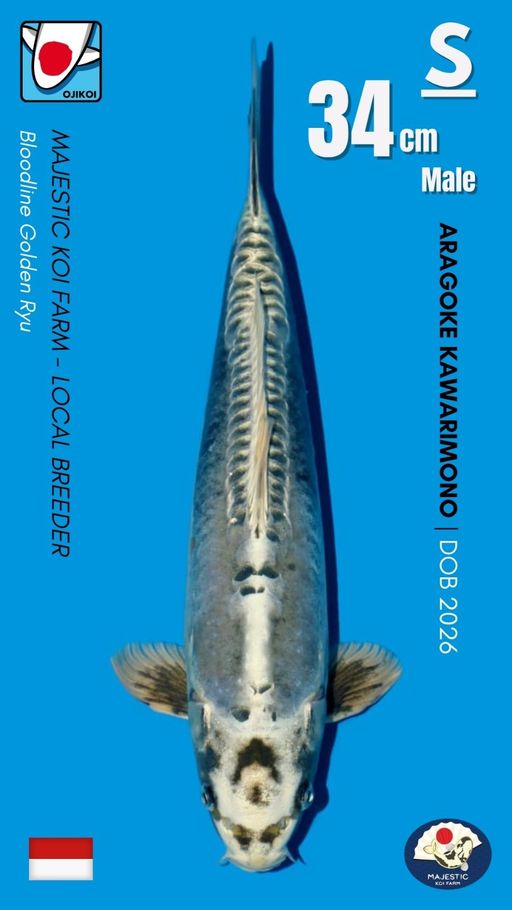 Lelang Koi Online, Jual Beli Ikan Koi, Pusat Jual Beli Koi, Info Lelang Koi Hari Ini, Platform Jual Beli Koi, Jual Beli Ikan Koi Online, Marketplace Ikan Koi, Jual Koi Terbaik, Tempat Beli Koi Berkualitas, Pasar Ikan Koi Online Terpercaya, Penjual Ikan Koi Terpercaya, Beli Koi Hias Online, Ikan Koi untuk Dijual, Koi Kualitas Terbaik, Toko Online Ikan Koi, Koi Hias Untuk Dijual, Jual Beli Ikan Koi Lokal, Koi Indonesia Online, Pusat Jual Beli Koi Terbesar