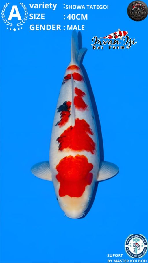 Lelang Koi Online, Jual Beli Ikan Koi, Pusat Jual Beli Koi, Info Lelang Koi Hari Ini, Platform Jual Beli Koi, Jual Beli Ikan Koi Online, Marketplace Ikan Koi, Jual Koi Terbaik, Tempat Beli Koi Berkualitas, Pasar Ikan Koi Online Terpercaya, Penjual Ikan Koi Terpercaya, Beli Koi Hias Online, Ikan Koi untuk Dijual, Koi Kualitas Terbaik, Toko Online Ikan Koi, Koi Hias Untuk Dijual, Jual Beli Ikan Koi Lokal, Koi Indonesia Online, Pusat Jual Beli Koi Terbesar