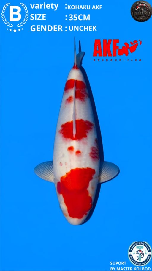 Lelang Koi Online, Jual Beli Ikan Koi, Pusat Jual Beli Koi, Info Lelang Koi Hari Ini, Platform Jual Beli Koi, Jual Beli Ikan Koi Online, Marketplace Ikan Koi, Jual Koi Terbaik, Tempat Beli Koi Berkualitas, Pasar Ikan Koi Online Terpercaya, Penjual Ikan Koi Terpercaya, Beli Koi Hias Online, Ikan Koi untuk Dijual, Koi Kualitas Terbaik, Toko Online Ikan Koi, Koi Hias Untuk Dijual, Jual Beli Ikan Koi Lokal, Koi Indonesia Online, Pusat Jual Beli Koi Terbesar