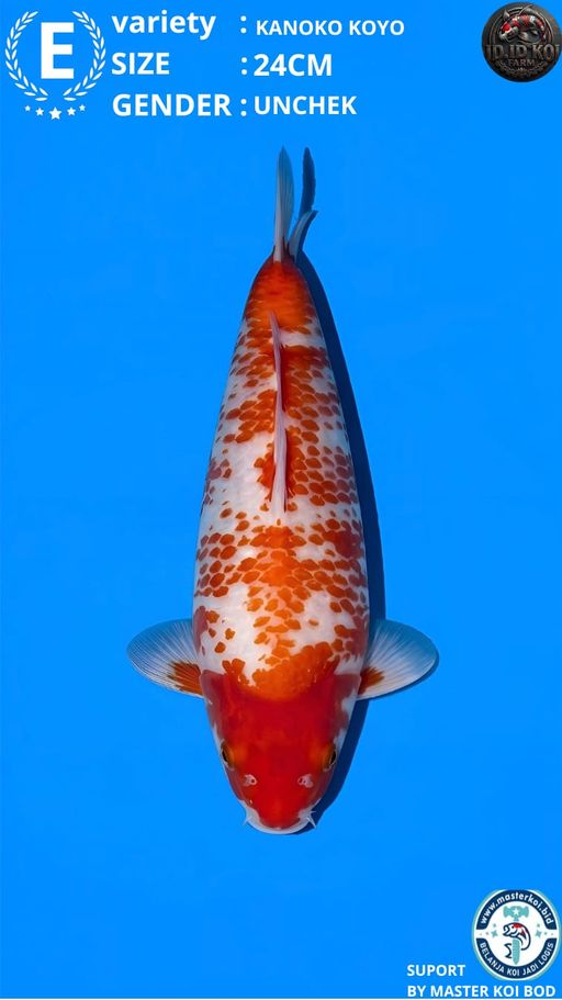 Lelang Koi Online, Jual Beli Ikan Koi, Pusat Jual Beli Koi, Info Lelang Koi Hari Ini, Platform Jual Beli Koi, Jual Beli Ikan Koi Online, Marketplace Ikan Koi, Jual Koi Terbaik, Tempat Beli Koi Berkualitas, Pasar Ikan Koi Online Terpercaya, Penjual Ikan Koi Terpercaya, Beli Koi Hias Online, Ikan Koi untuk Dijual, Koi Kualitas Terbaik, Toko Online Ikan Koi, Koi Hias Untuk Dijual, Jual Beli Ikan Koi Lokal, Koi Indonesia Online, Pusat Jual Beli Koi Terbesar