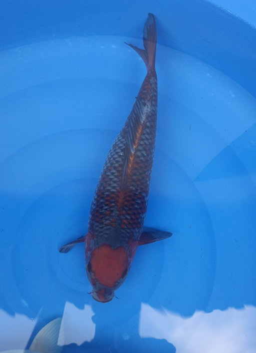Lelang Koi Online, Jual Beli Ikan Koi, Pusat Jual Beli Koi, Info Lelang Koi Hari Ini, Platform Jual Beli Koi, Jual Beli Ikan Koi Online, Marketplace Ikan Koi, Jual Koi Terbaik, Tempat Beli Koi Berkualitas, Pasar Ikan Koi Online Terpercaya, Penjual Ikan Koi Terpercaya, Beli Koi Hias Online, Ikan Koi untuk Dijual, Koi Kualitas Terbaik, Toko Online Ikan Koi, Koi Hias Untuk Dijual, Jual Beli Ikan Koi Lokal, Koi Indonesia Online, Pusat Jual Beli Koi Terbesar