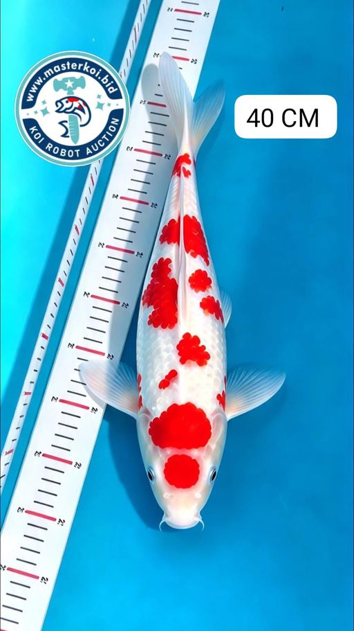 Lelang Koi Online, Jual Beli Ikan Koi, Pusat Jual Beli Koi, Info Lelang Koi Hari Ini, Platform Jual Beli Koi, Jual Beli Ikan Koi Online, Marketplace Ikan Koi, Jual Koi Terbaik, Tempat Beli Koi Berkualitas, Pasar Ikan Koi Online Terpercaya, Penjual Ikan Koi Terpercaya, Beli Koi Hias Online, Ikan Koi untuk Dijual, Koi Kualitas Terbaik, Toko Online Ikan Koi, Koi Hias Untuk Dijual, Jual Beli Ikan Koi Lokal, Koi Indonesia Online, Pusat Jual Beli Koi Terbesar