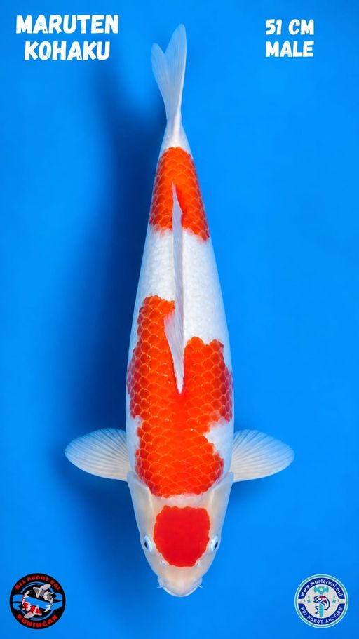 Lelang Koi Online, Jual Beli Ikan Koi, Pusat Jual Beli Koi, Info Lelang Koi Hari Ini, Platform Jual Beli Koi, Jual Beli Ikan Koi Online, Marketplace Ikan Koi, Jual Koi Terbaik, Tempat Beli Koi Berkualitas, Pasar Ikan Koi Online Terpercaya, Penjual Ikan Koi Terpercaya, Beli Koi Hias Online, Ikan Koi untuk Dijual, Koi Kualitas Terbaik, Toko Online Ikan Koi, Koi Hias Untuk Dijual, Jual Beli Ikan Koi Lokal, Koi Indonesia Online, Pusat Jual Beli Koi Terbesar