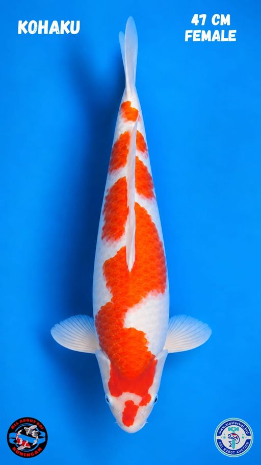 Lelang Koi Online, Jual Beli Ikan Koi, Pusat Jual Beli Koi, Info Lelang Koi Hari Ini, Platform Jual Beli Koi, Jual Beli Ikan Koi Online, Marketplace Ikan Koi, Jual Koi Terbaik, Tempat Beli Koi Berkualitas, Pasar Ikan Koi Online Terpercaya, Penjual Ikan Koi Terpercaya, Beli Koi Hias Online, Ikan Koi untuk Dijual, Koi Kualitas Terbaik, Toko Online Ikan Koi, Koi Hias Untuk Dijual, Jual Beli Ikan Koi Lokal, Koi Indonesia Online, Pusat Jual Beli Koi Terbesar