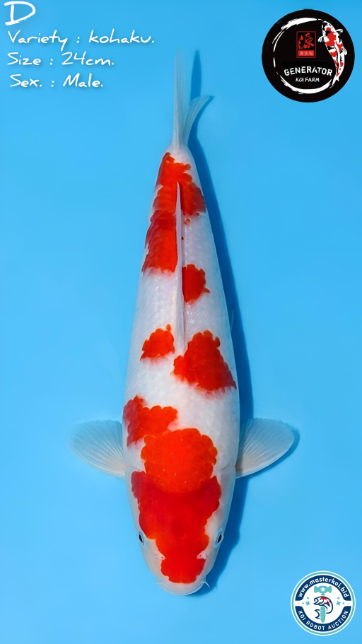Lelang Koi Online, Jual Beli Ikan Koi, Pusat Jual Beli Koi, Info Lelang Koi Hari Ini, Platform Jual Beli Koi, Jual Beli Ikan Koi Online, Marketplace Ikan Koi, Jual Koi Terbaik, Tempat Beli Koi Berkualitas, Pasar Ikan Koi Online Terpercaya, Penjual Ikan Koi Terpercaya, Beli Koi Hias Online, Ikan Koi untuk Dijual, Koi Kualitas Terbaik, Toko Online Ikan Koi, Koi Hias Untuk Dijual, Jual Beli Ikan Koi Lokal, Koi Indonesia Online, Pusat Jual Beli Koi Terbesar