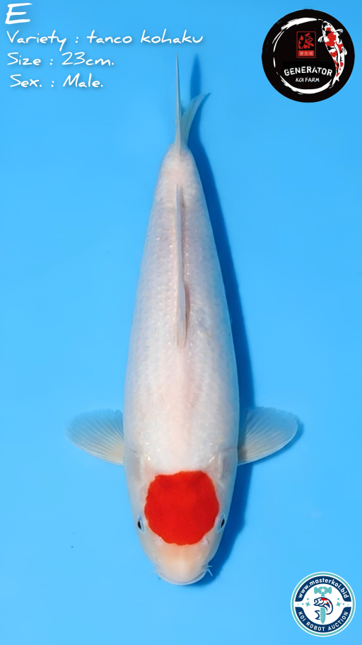 Lelang Koi Online, Jual Beli Ikan Koi, Pusat Jual Beli Koi, Info Lelang Koi Hari Ini, Platform Jual Beli Koi, Jual Beli Ikan Koi Online, Marketplace Ikan Koi, Jual Koi Terbaik, Tempat Beli Koi Berkualitas, Pasar Ikan Koi Online Terpercaya, Penjual Ikan Koi Terpercaya, Beli Koi Hias Online, Ikan Koi untuk Dijual, Koi Kualitas Terbaik, Toko Online Ikan Koi, Koi Hias Untuk Dijual, Jual Beli Ikan Koi Lokal, Koi Indonesia Online, Pusat Jual Beli Koi Terbesar
