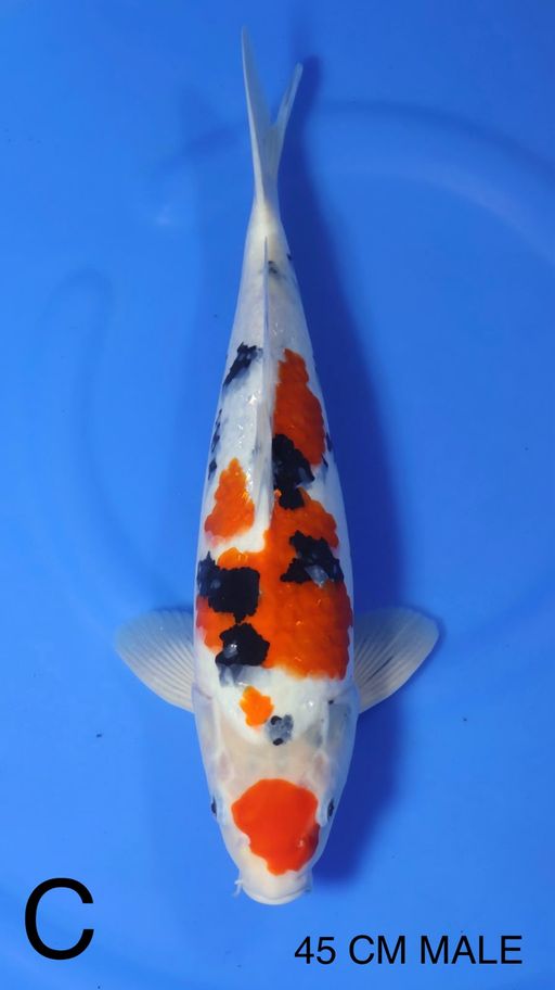 Lelang Koi Online, Jual Beli Ikan Koi, Pusat Jual Beli Koi, Info Lelang Koi Hari Ini, Platform Jual Beli Koi, Jual Beli Ikan Koi Online, Marketplace Ikan Koi, Jual Koi Terbaik, Tempat Beli Koi Berkualitas, Pasar Ikan Koi Online Terpercaya, Penjual Ikan Koi Terpercaya, Beli Koi Hias Online, Ikan Koi untuk Dijual, Koi Kualitas Terbaik, Toko Online Ikan Koi, Koi Hias Untuk Dijual, Jual Beli Ikan Koi Lokal, Koi Indonesia Online, Pusat Jual Beli Koi Terbesar