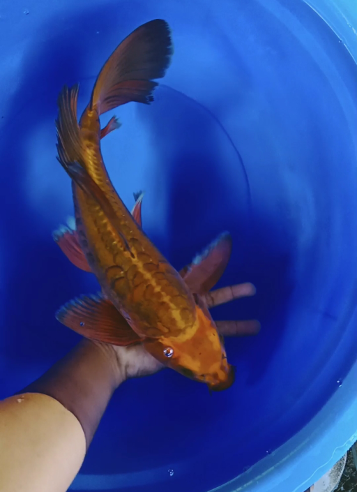 Lelang Koi Online, Jual Beli Ikan Koi, Pusat Jual Beli Koi, Info Lelang Koi Hari Ini, Platform Jual Beli Koi, Jual Beli Ikan Koi Online, Marketplace Ikan Koi, Jual Koi Terbaik, Tempat Beli Koi Berkualitas, Pasar Ikan Koi Online Terpercaya, Penjual Ikan Koi Terpercaya, Beli Koi Hias Online, Ikan Koi untuk Dijual, Koi Kualitas Terbaik, Toko Online Ikan Koi, Koi Hias Untuk Dijual, Jual Beli Ikan Koi Lokal, Koi Indonesia Online, Pusat Jual Beli Koi Terbesar