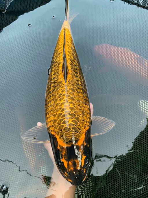 Lelang Koi Online, Jual Beli Ikan Koi, Pusat Jual Beli Koi, Info Lelang Koi Hari Ini, Platform Jual Beli Koi, Jual Beli Ikan Koi Online, Marketplace Ikan Koi, Jual Koi Terbaik, Tempat Beli Koi Berkualitas, Pasar Ikan Koi Online Terpercaya, Penjual Ikan Koi Terpercaya, Beli Koi Hias Online, Ikan Koi untuk Dijual, Koi Kualitas Terbaik, Toko Online Ikan Koi, Koi Hias Untuk Dijual, Jual Beli Ikan Koi Lokal, Koi Indonesia Online, Pusat Jual Beli Koi Terbesar