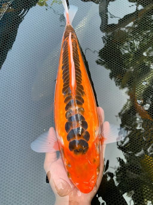 Lelang Koi Online, Jual Beli Ikan Koi, Pusat Jual Beli Koi, Info Lelang Koi Hari Ini, Platform Jual Beli Koi, Jual Beli Ikan Koi Online, Marketplace Ikan Koi, Jual Koi Terbaik, Tempat Beli Koi Berkualitas, Pasar Ikan Koi Online Terpercaya, Penjual Ikan Koi Terpercaya, Beli Koi Hias Online, Ikan Koi untuk Dijual, Koi Kualitas Terbaik, Toko Online Ikan Koi, Koi Hias Untuk Dijual, Jual Beli Ikan Koi Lokal, Koi Indonesia Online, Pusat Jual Beli Koi Terbesar