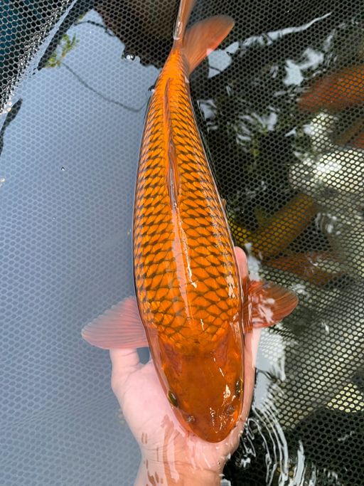 Lelang Koi Online, Jual Beli Ikan Koi, Pusat Jual Beli Koi, Info Lelang Koi Hari Ini, Platform Jual Beli Koi, Jual Beli Ikan Koi Online, Marketplace Ikan Koi, Jual Koi Terbaik, Tempat Beli Koi Berkualitas, Pasar Ikan Koi Online Terpercaya, Penjual Ikan Koi Terpercaya, Beli Koi Hias Online, Ikan Koi untuk Dijual, Koi Kualitas Terbaik, Toko Online Ikan Koi, Koi Hias Untuk Dijual, Jual Beli Ikan Koi Lokal, Koi Indonesia Online, Pusat Jual Beli Koi Terbesar